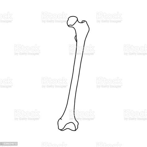 Human Femur Bone Stock Illustration Download Image Now Istock