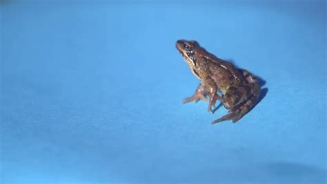 Close Up Of European Common Frog Jumping In 2000fps Slow Motion With