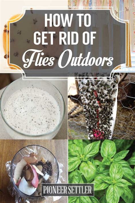 How To Get Rid Of Flies Natural And Homemade Fly Repellents Get