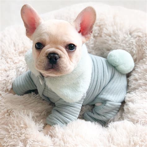 Shop the top 25 most popular 1 at the best prices! Comfy Dog Jumpsuit Pajamas for Frenchies | Dog pajamas ...