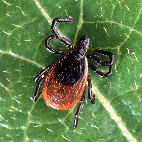 Iu Bug Borne Disease Monitoring Project Finds Deer Ticks On The Rise In