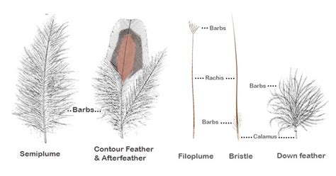 A Guide To Bird Feathers Avian Report