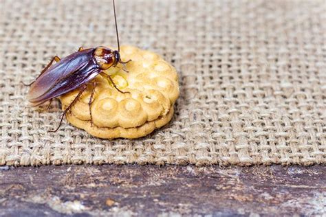 Now, allow me to suggest that spraying and sprinkling all sorts of insect repelling liquids and granules is not less. What Do Cockroaches Eat? | Cockroaches aren't very picky ...