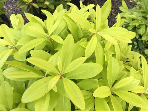 We did not find results for: Buy Illicium parviflora 'Florida Sunshine' Golden Anise ...