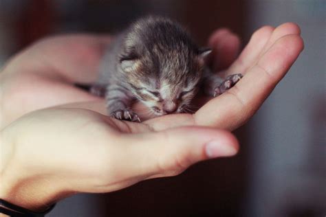 Images Of Cute Baby Kittens