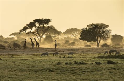 The Plains Of Africa By Collette Tours Africa Tours