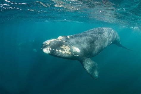 North Atlantic Right Whale Facts Size Habitat Pictures