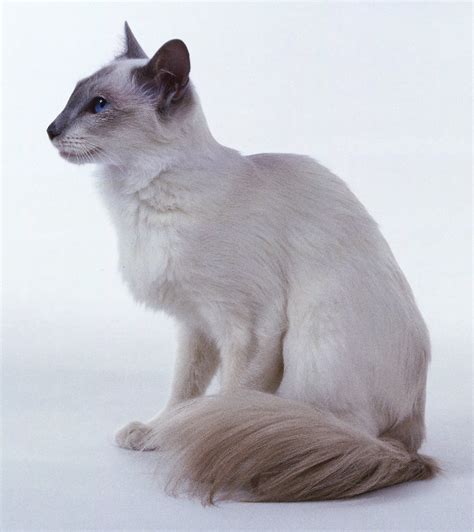 Balinese Cat Cats Of The World