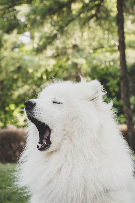 1920x1080px Free Download Hd Wallpaper Adult Samoyed Japanese