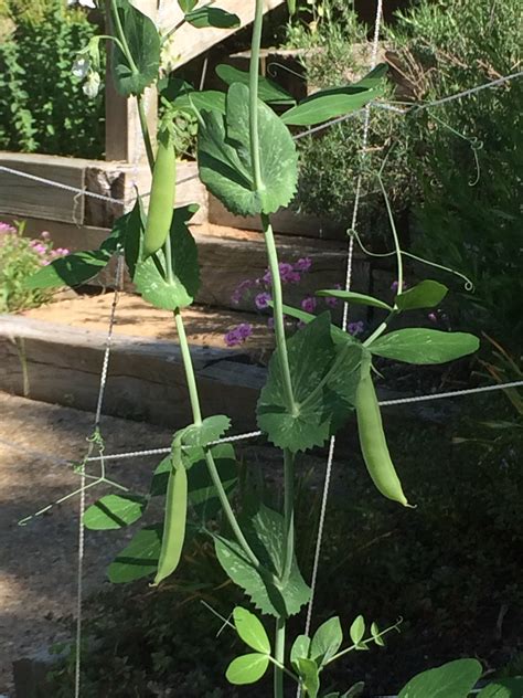 You Can Grow That Sugar Snap Peas