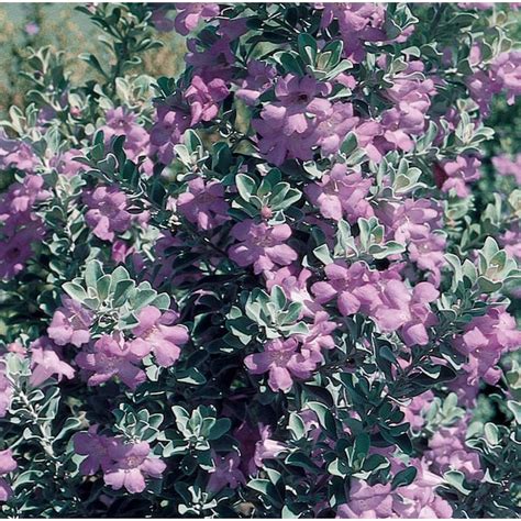 Purple Texas Sage Flowering Shrub In Pot With Soil L3562 In The