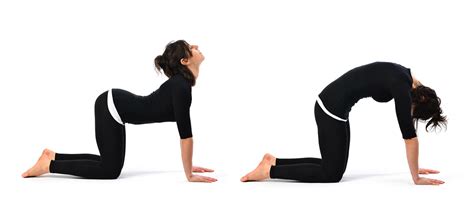 Stretching exercises are useful for muscle toning and also preventing dynamic ones such as the cat camel stretch, are particularly useful for doing other exercises in the morning. Yoga Poses: Cow Cat Back Stretch Pose | Workout Trends
