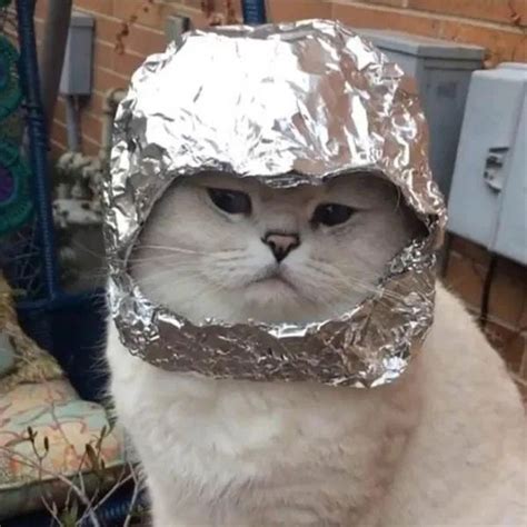 Would You Look At These Conspiracy Cats In Tinfoil Hats Cutesypooh