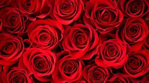 Roses Wallpapers 68 Background Pictures