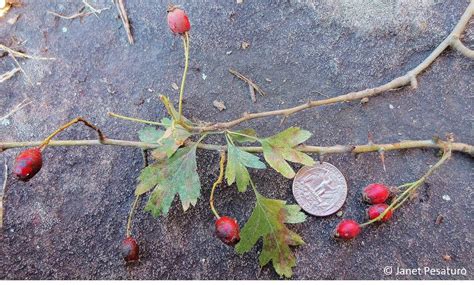 Hawthorn Berries Identify Harvest And Make An Extract Hawthorn