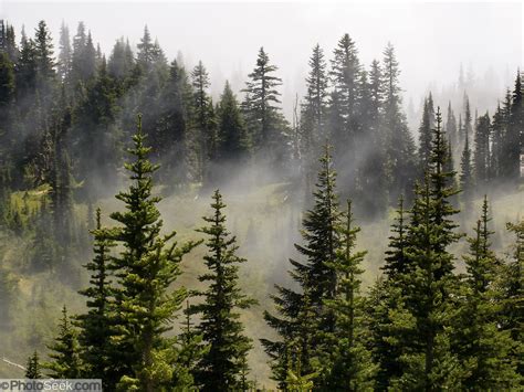 Fog And Evergreen Trees In Mount Rainier National Park Washington Usa