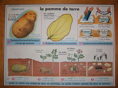 7 la pomme de terre 640 480