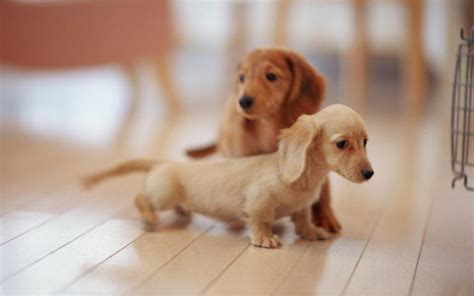 Free Download 3d Cute Puppies Wallpaper Images Dogs Cute Puppies Cute