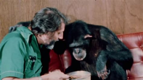 The Tragic Story Of Lucy The Chimp