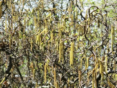 Where To Plant Curly Willow¬ Learn How To Grow Corkscrew