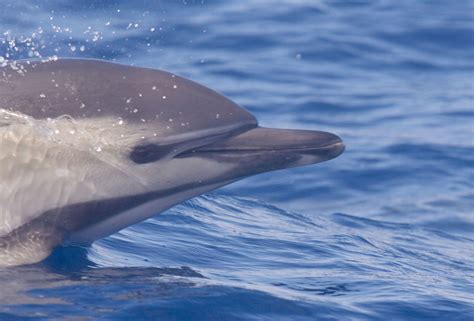 Short Beaked Common Dolphin Common Dolphin Dolphins Marine Mammals