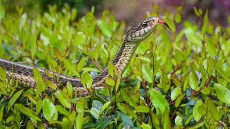 Are Garter Snakes Good To Have In Your Yard Wildlife Informer