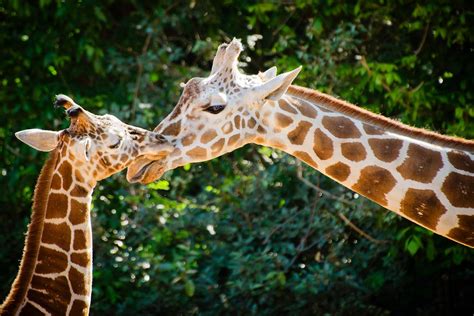 Where Do Giraffes Live Habitat And Distribution