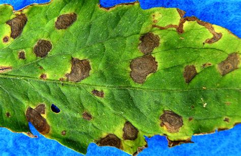 Early Blight On Tomatoes