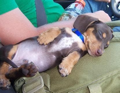 Find dachshund in dogs & puppies for rehoming | 🐶 find dogs and puppies locally for sale or adoption in british columbia : AKC Dachshunds puppies for sale in california | Dachshund ...