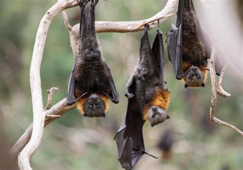 Why Do Bats Hang Upside Down On Trees