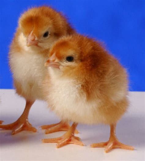 Rhode Island Red Baby Chicken Chicks For Sale Cackle Hatchery