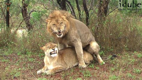 Wildlife Lions Mating In The Rain Youtube