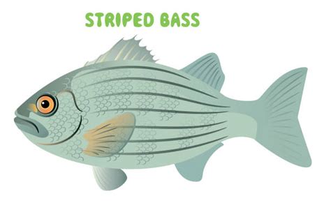 Best Striped Bass Illustrations Royalty Free Vector Graphics And Clip