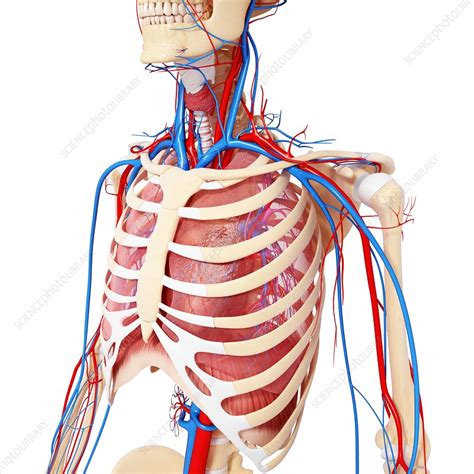 Chest Anatomy Artwork Stock Image F0061005 Science Photo Library