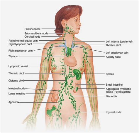 Lymphatic Drainage Massage The Complete Guide