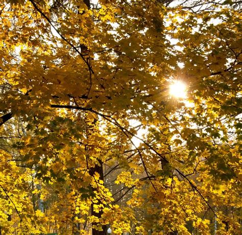 Yellow Autumn Leaves And Sun Sunny Day Stock Image Colourbox