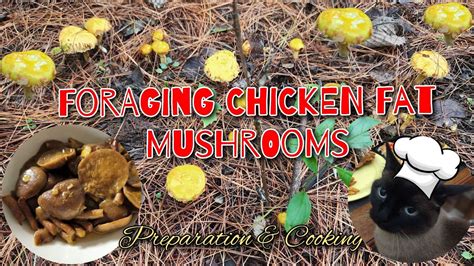 Foraging Chicken Fat Mushroom On The Woods Chicken Fat Mushroom Preparation And Cooking 🍄