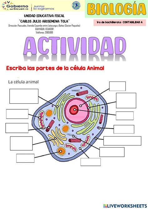 Ficha De La Celula Animal Célula Animal Ciencia De Los Materiales