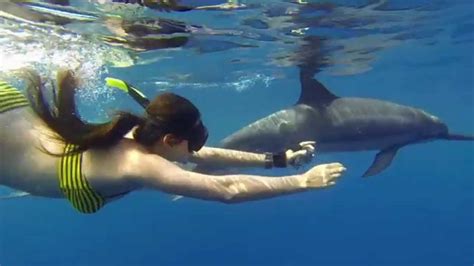 Swimming With Wild Dolphins Kona Hawaii Youtube
