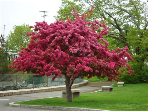 Crabapple Tree Varieties Klehms Improved Bechtel Outdoor