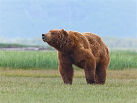 Pin On Alaskan Bear Tours