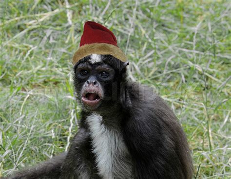 Monkey Wearing A Christmas Hat Stock Image Colourbox