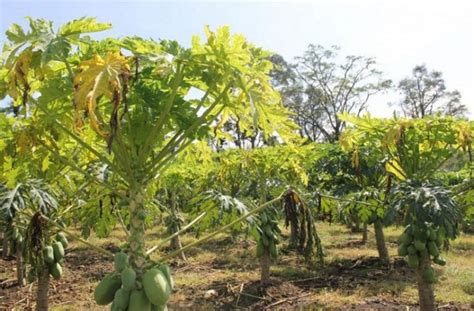 We did not find results for: Cara Pengendalian Hama Dan Penyakit Tanaman Pepaya Lengkap - FaunaDanFlora.Com