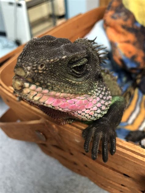 Scales & tails exotic pet clinic. Exotic Pets | Lakeside Animal Hospital
