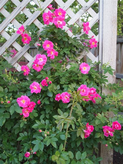 The 2 to 3 inch, deep pink, double flowers are borne in clusters of up to 30 blossoms. William Baffin rose on trellis - will plant clematis to ...