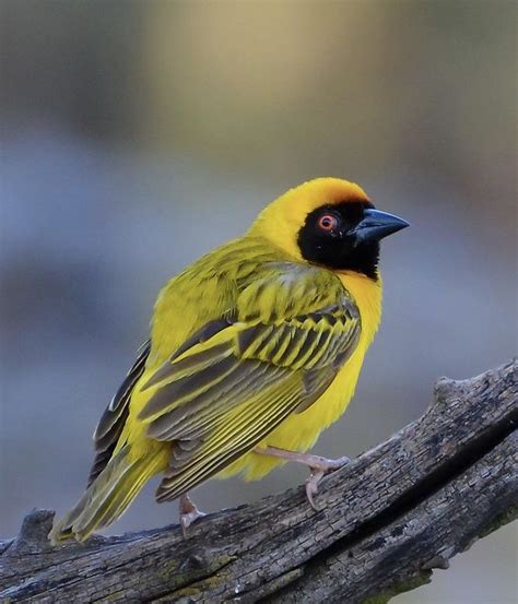 Southern Masked Weaver In 2020 Weavers Africa Animals