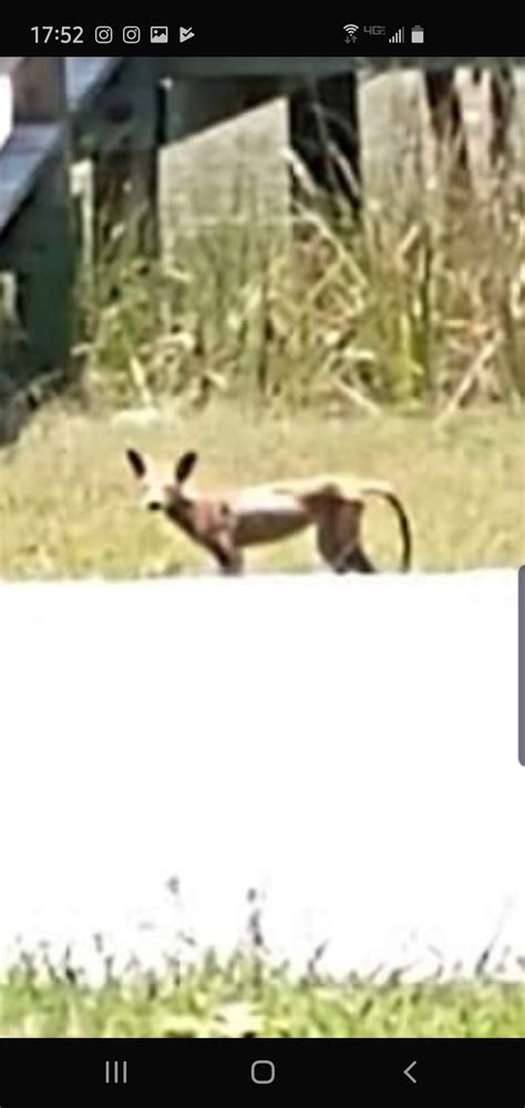 There are, in fact, many. Can anyone tell me what kind of animal this is? This is ...