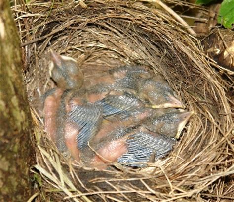 Amsel steckbrief lebensraum brutverhalten bilder referat. Amseln haben es manchmal nicht leicht