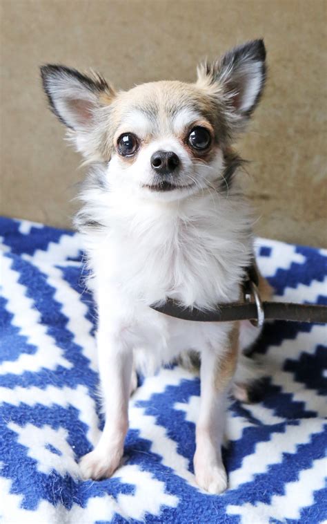 Buddy Ref 27564 Small Male Chihuahua Dog In Nsw Petrescue