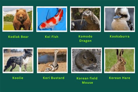 Animals Start With K Best Animals Guide